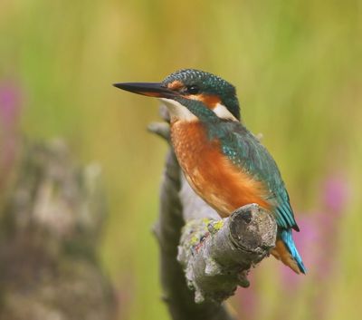 IJsvogel - Common Kingfisher