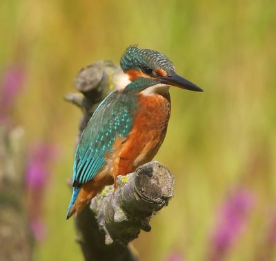 IJsvogel - Common Kingfisher