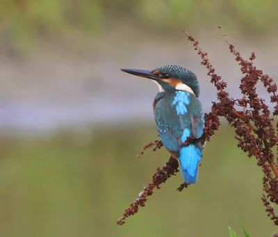 IJsvogel - Common Kingfisher