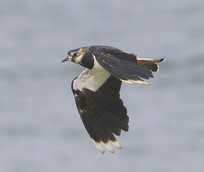 Kievit - Northern Lapwing