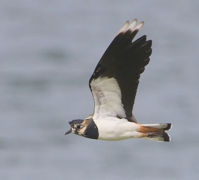 Kievit - Northern Lapwing