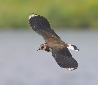 Kievit - Northern Lapwing