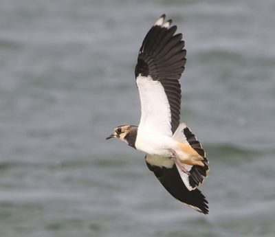 Kievit - Northern Lapwing