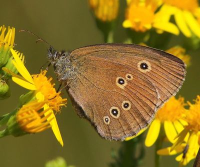 Koevinkje - Ringlet