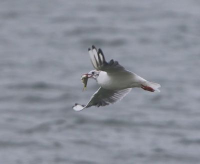 Kokmeeuw - Black-headed Gull