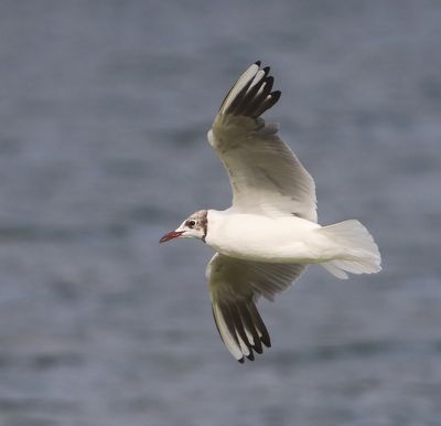 Kokmeeuw - Black-headed Gull