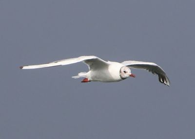 Kokmeeuw - Black-headed Gull