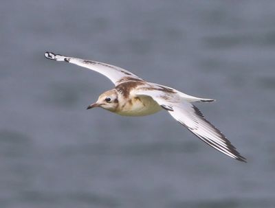 Kokmeeuw - Black-headed Gull