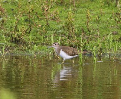 Oeverloper - Common Sandpiper