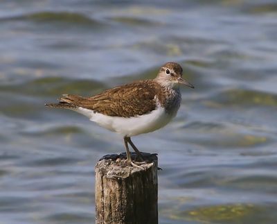 Oeverloper - Common Sandpiper