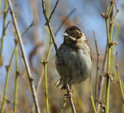 Rietgors - Common Reed Bunting