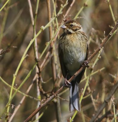 Rietgors - Common Reed Bunting