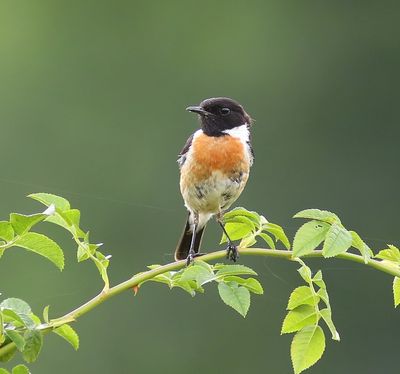 Roodborsttapuit - European Stonechat