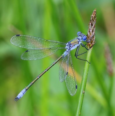 Tangpantserjuffer - Scarce Emerald Damselfly