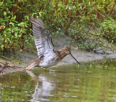 Watersnip - Common Snipe