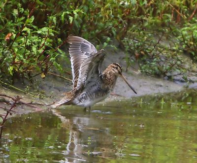 Watersnip - Common Snipe