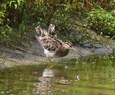 Watersnip - Common Snipe