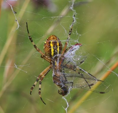 Wespspin - Wasp Spider