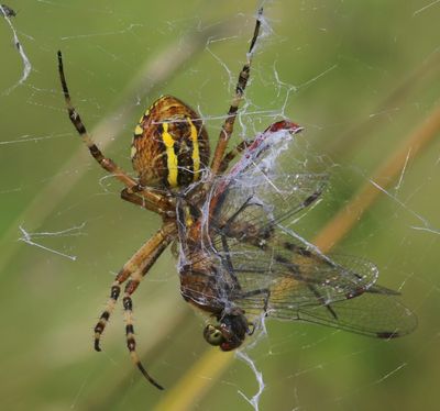Wespspin - Wasp Spider