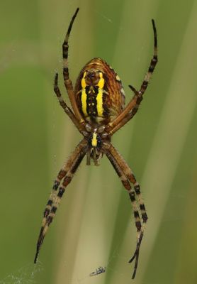 Wespspin - Wasp Spider