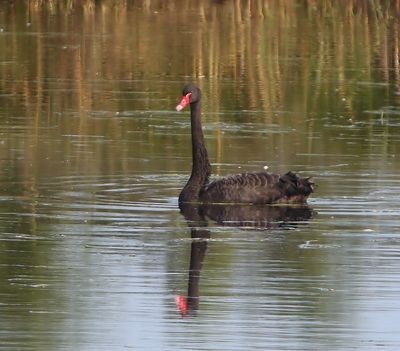 Zwarte Zwaan - Black Swan