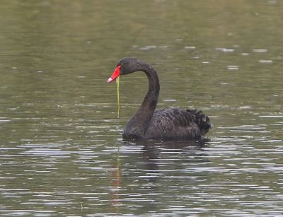 Zwarte Zwaan - Black Swan