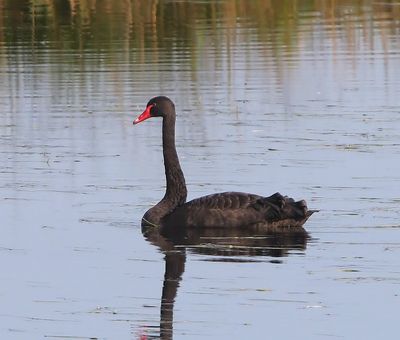 Zwarte Zwaan - Black Swan
