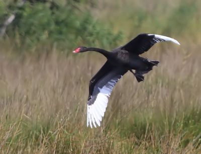 Zwarte Zwaan - Black Swan