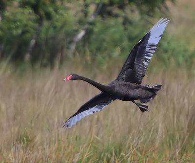 Zwarte Zwaan - Black Swan