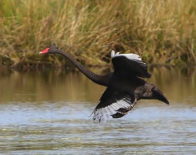 Zwarte Zwaan - Black Swan
