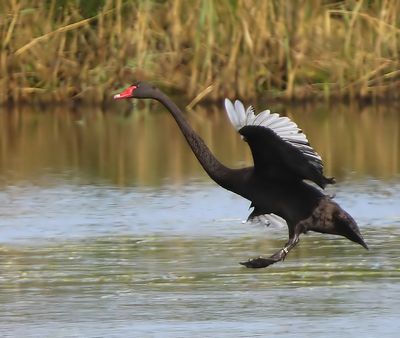Zwarte Zwaan - Black Swan