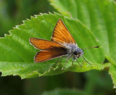 Zwartsprietdikkopje - Essex Skipper