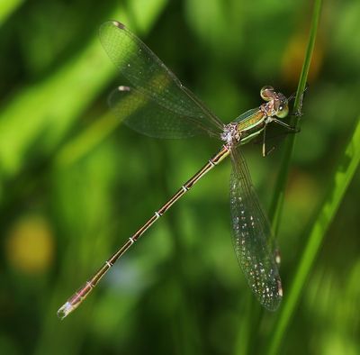 Zwervende Pantserjuffer - Southern Emerald Damselfly