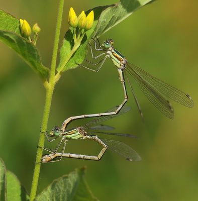 Zwervende Pantserjuffers - Southern Emerald Damselflies