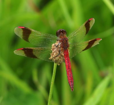 Bandheidelibel - Banded Darter