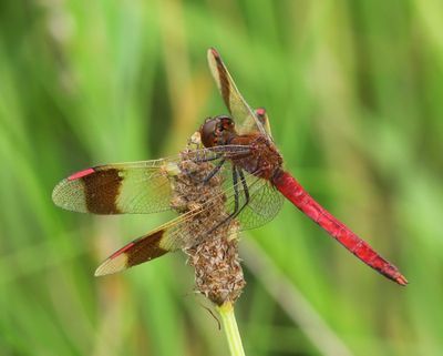 Bandheidelibel - Banded Darter