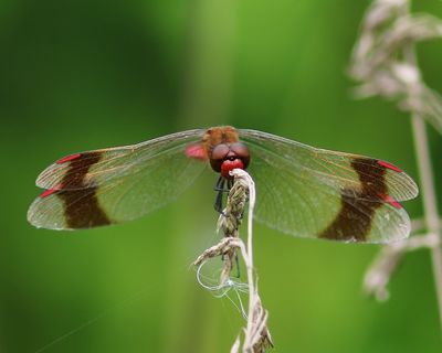 Bandheidelibel - Banded Darter