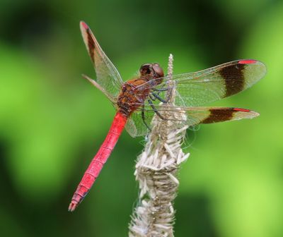 Bandheidelibel - Banded Darter