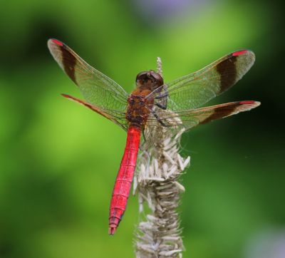 Bandheidelibel - Banded Darter