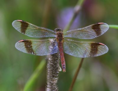 Bandheidelibel - Banded Darter