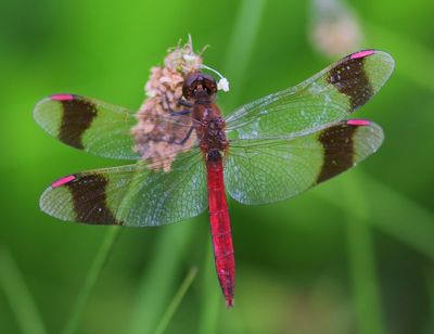 Bandheidelibel - Banded Darter