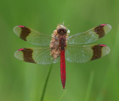 Bandheidelibel - Banded Darter