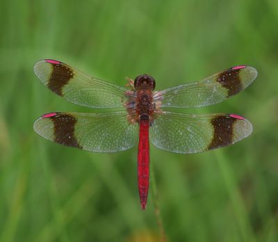 Bandheidelibel - Banded Darter