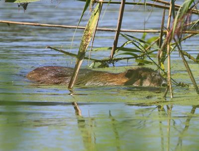 Beverrat - Nutria