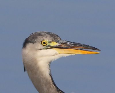 Blauwe Reiger - Grey Heron
