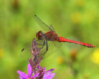 Bloedrode Heidelibel - Ruddy Darter