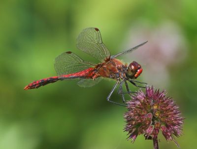 Bloedrode Heidelibel - Ruddy Darter