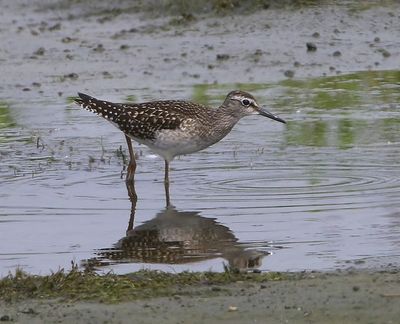Bosruiter - Wood Sandpiper