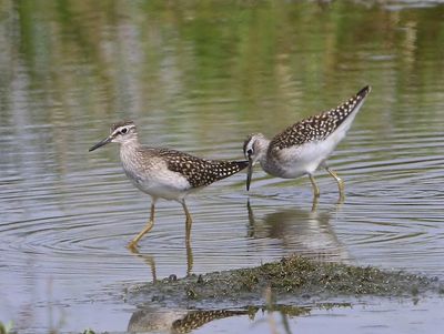 Bosruiters - Wood Sandpipers