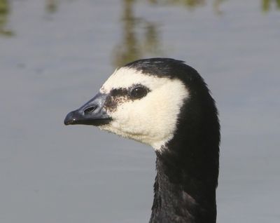 Brandgans - Barnacle Goose